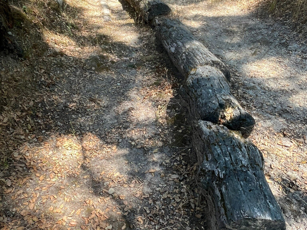 Petrified Forest-卡利斯托加必去景点