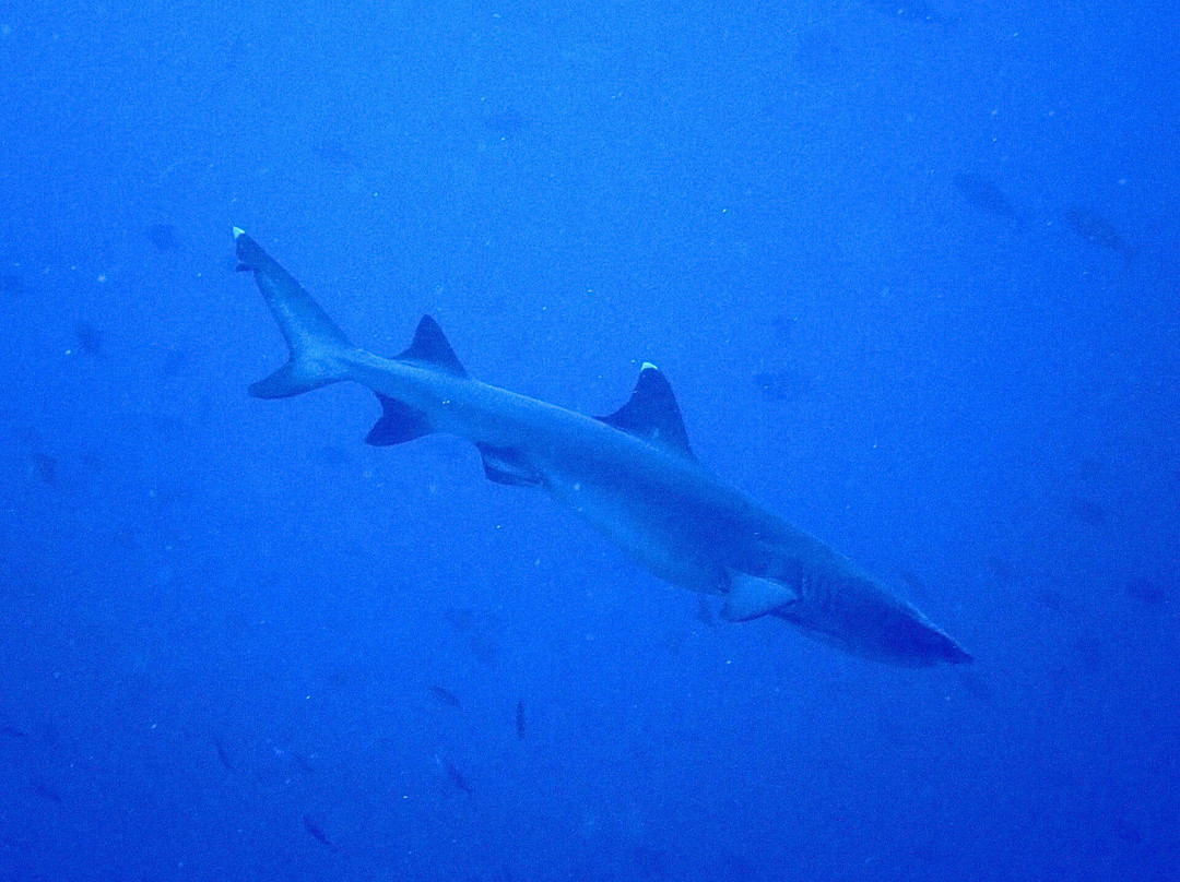 Olin Dive Center-Waisai必去景点