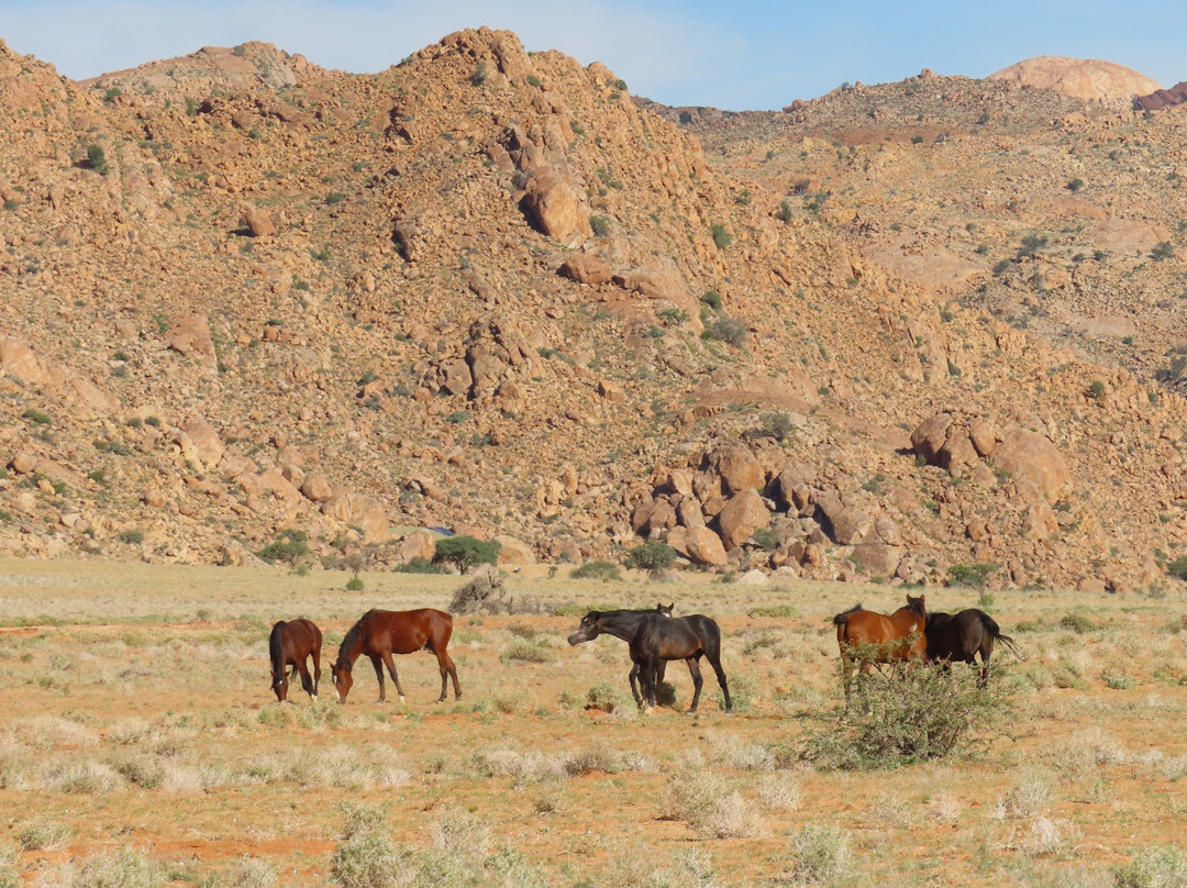 Wild Horses of Aus-Aus必去景点
