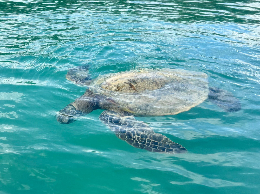 Shaka Kayaks-瓦胡岛必去景点
