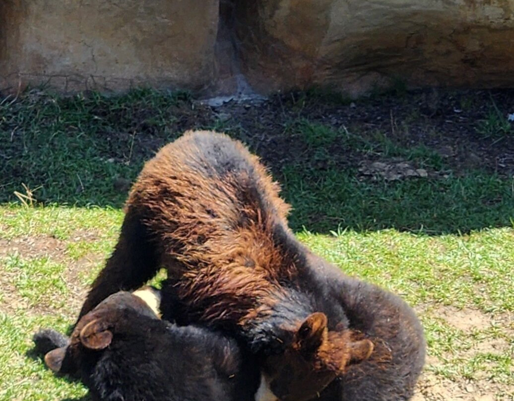 Three Bears General Store-皮金福奇必去景点