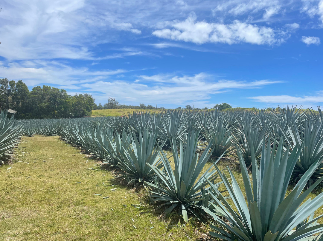 Waikulu Distillery-马卡瓦必去景点