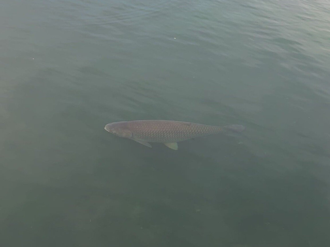Barefoot Landing-美特尔海滩必去景点