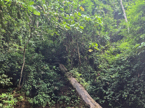 Bukit Lawang - Jungle Trekking-武吉拉旺必去景点
