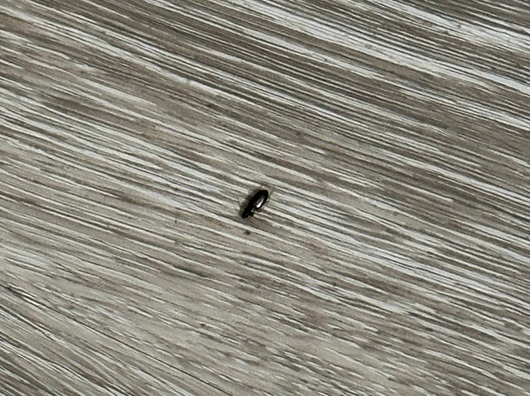 Best Western Saluki Inn主图