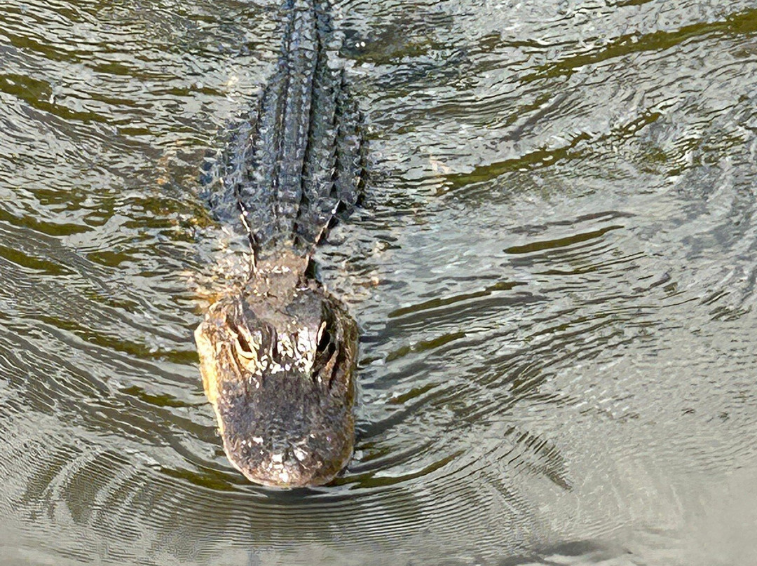 Gulf Coast Gator Ranch & Airboat Swamp Tours-莫斯波因特必去景点