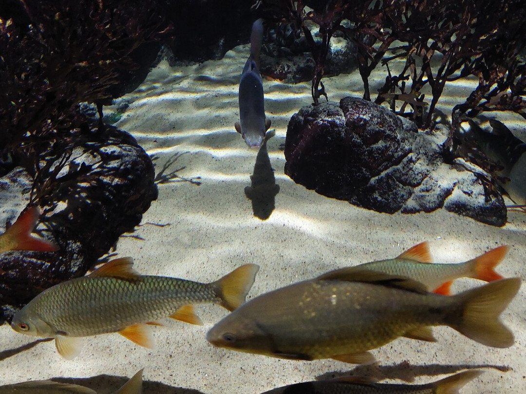 SEA LIFE Helsinki-赫尔辛基必去景点