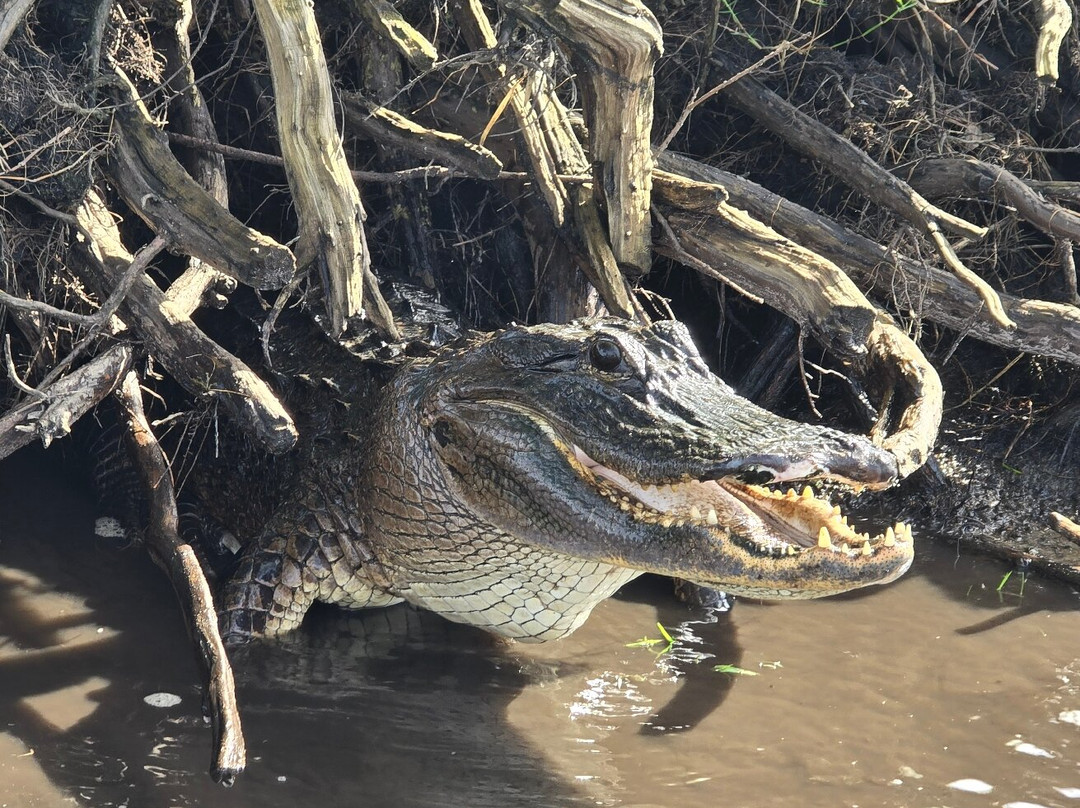 Backwoods Airboat Adventures-Christmas必去景点
