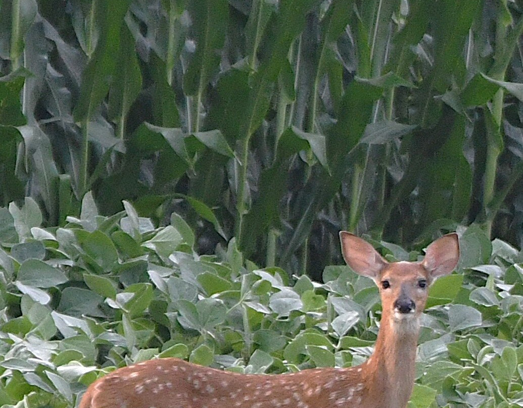 Ice Age Trail-Cross Plains必去景点