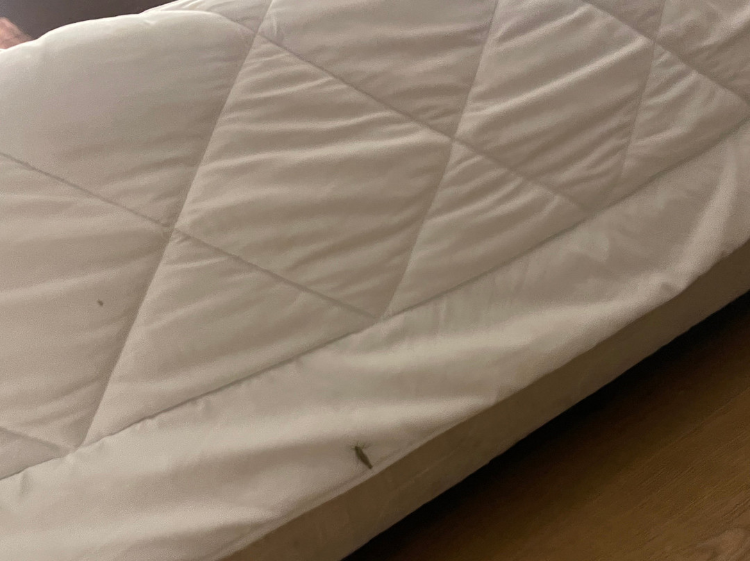 所罗门王酒店主图