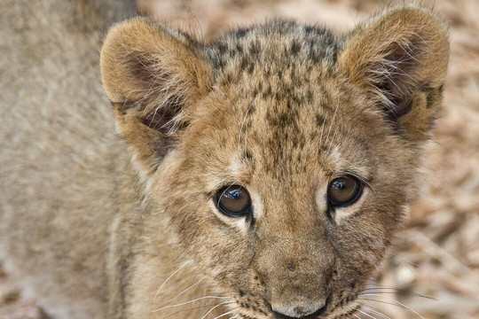 Morning Safari Game Drive