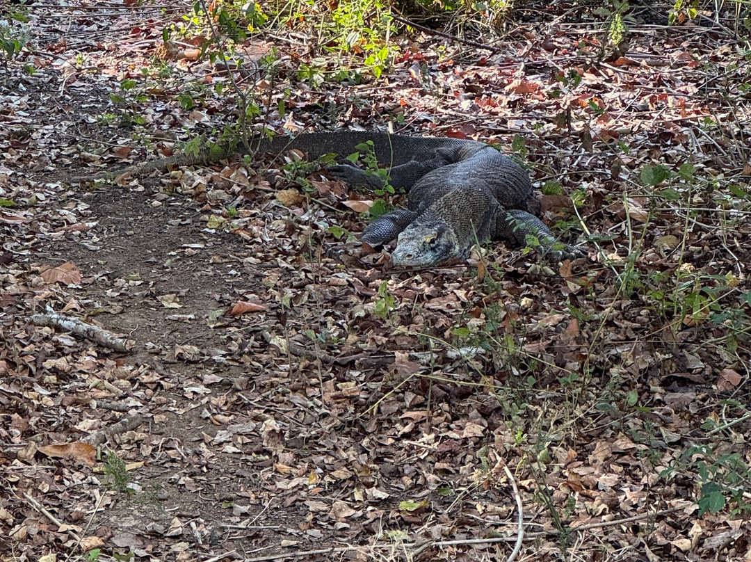 Top Komodo Tours-Labuan Bajo必去景点
