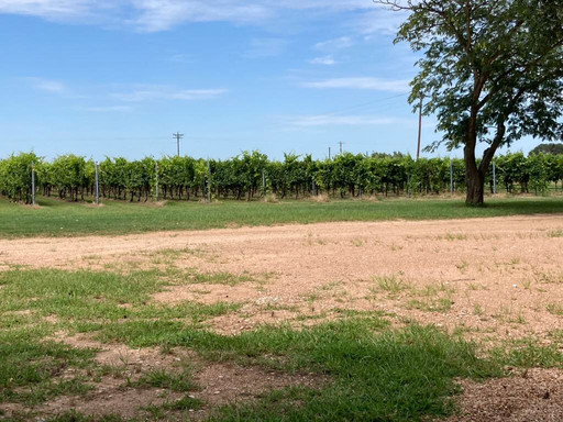 Peters Prairie Vineyard-Mason必去景点
