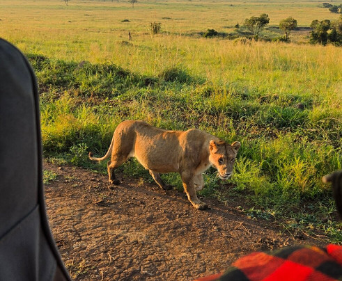Daniel Korinko Safari-纳罗克必去景点