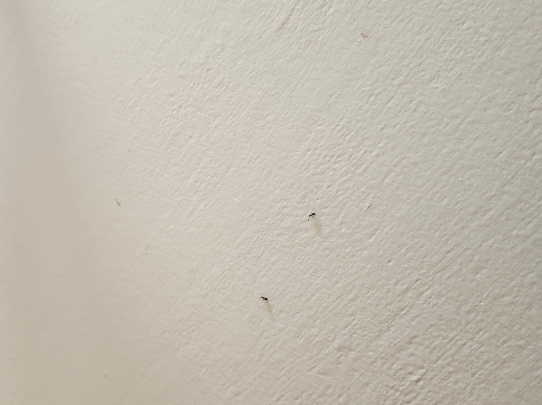 Laughing Lizard Inn主图