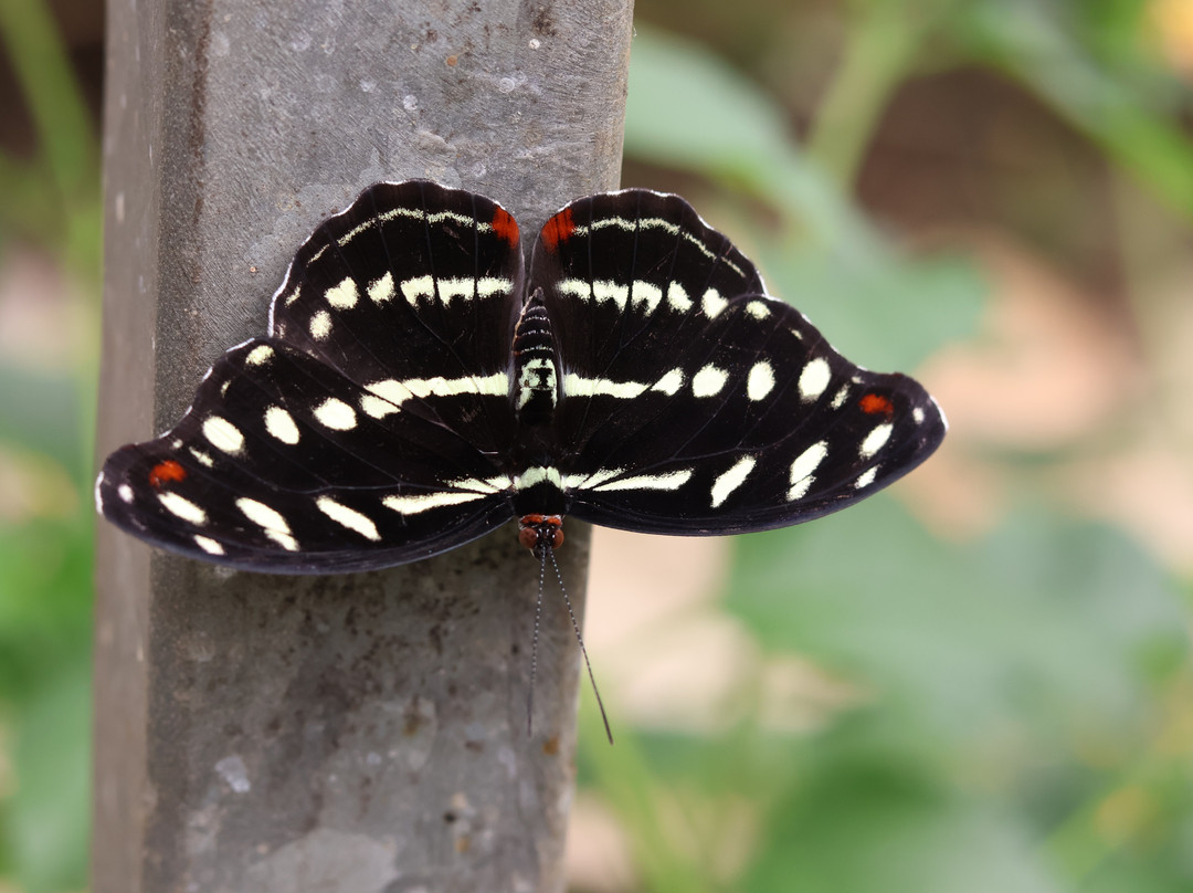 Butterfly World & Farm Park-Wanborough必去景点