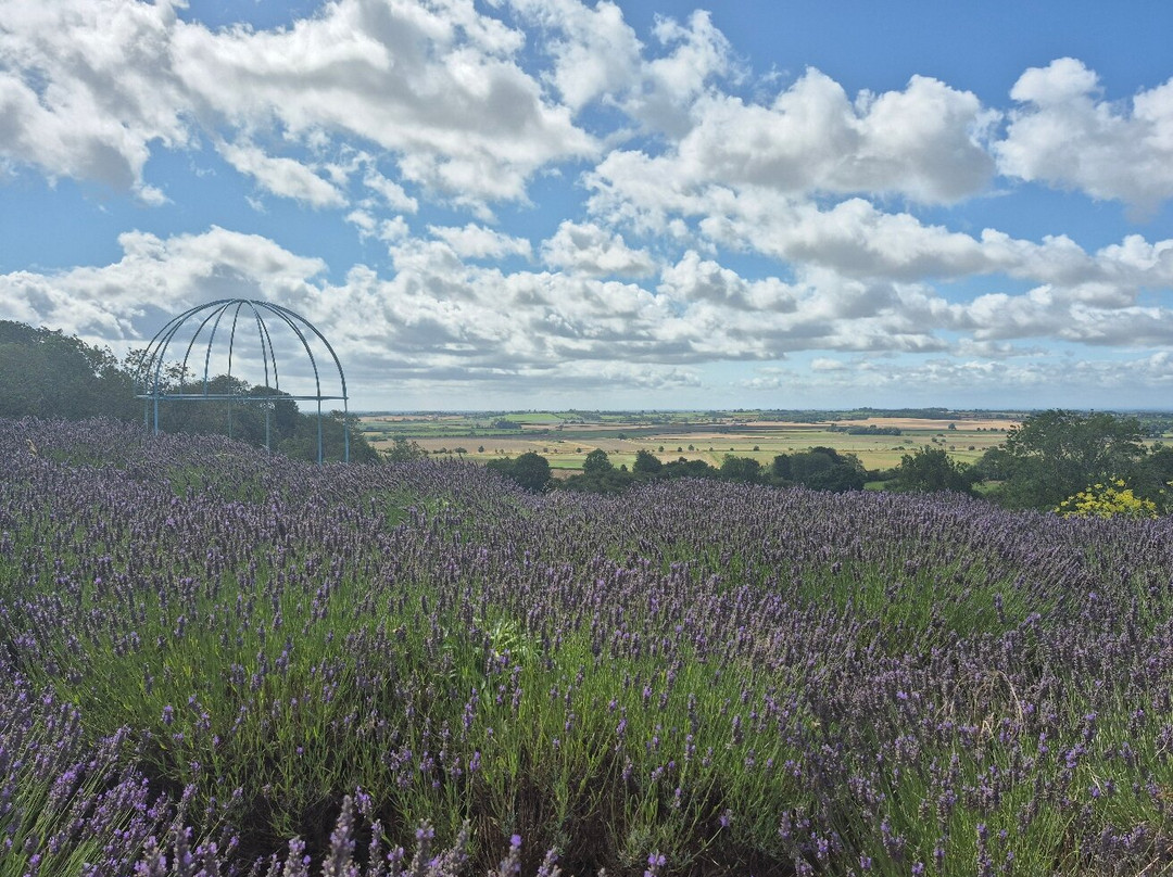 Yorkshire Lavender-Terrington必去景点