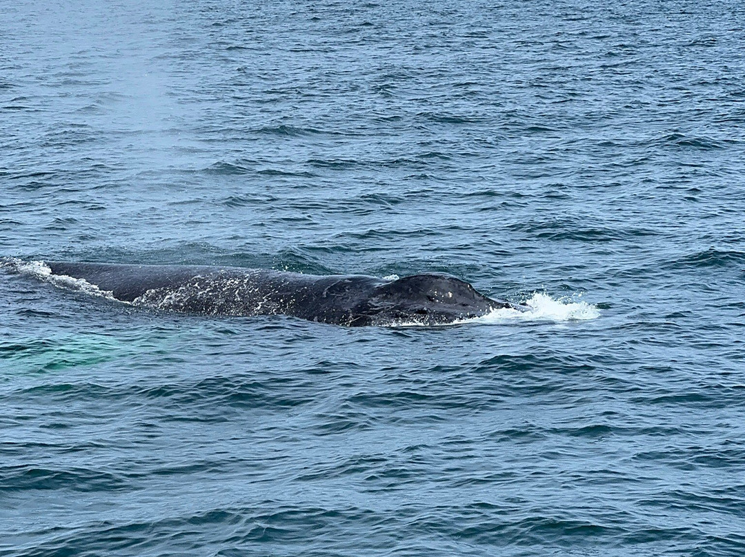 Dolphin Fleet Whale Watch-普罗温斯敦必去景点