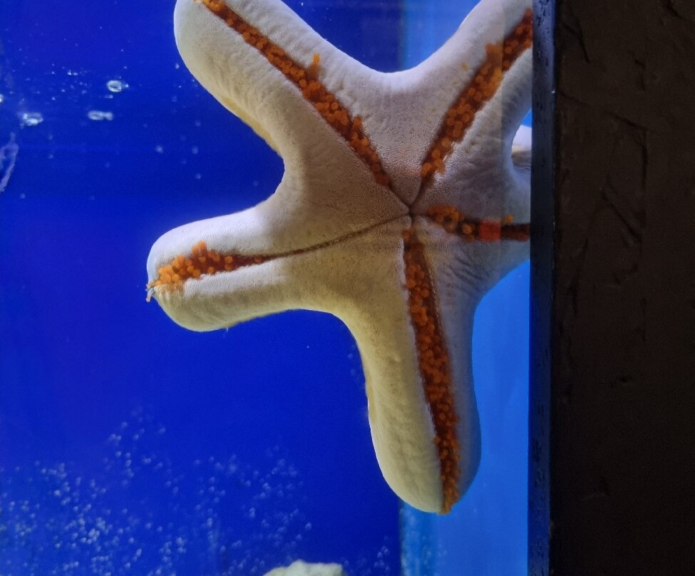 Aquarium de Vendée-Talmont Saint Hilaire必去景点