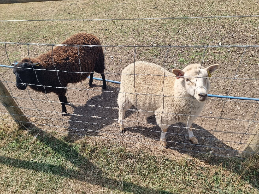 Cholderton Rare Breeds Farm-Cholderton必去景点