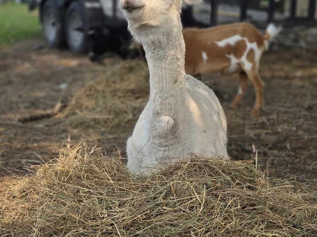 Bella Acres Farm And Animal Sanctuary-Walden必去景点