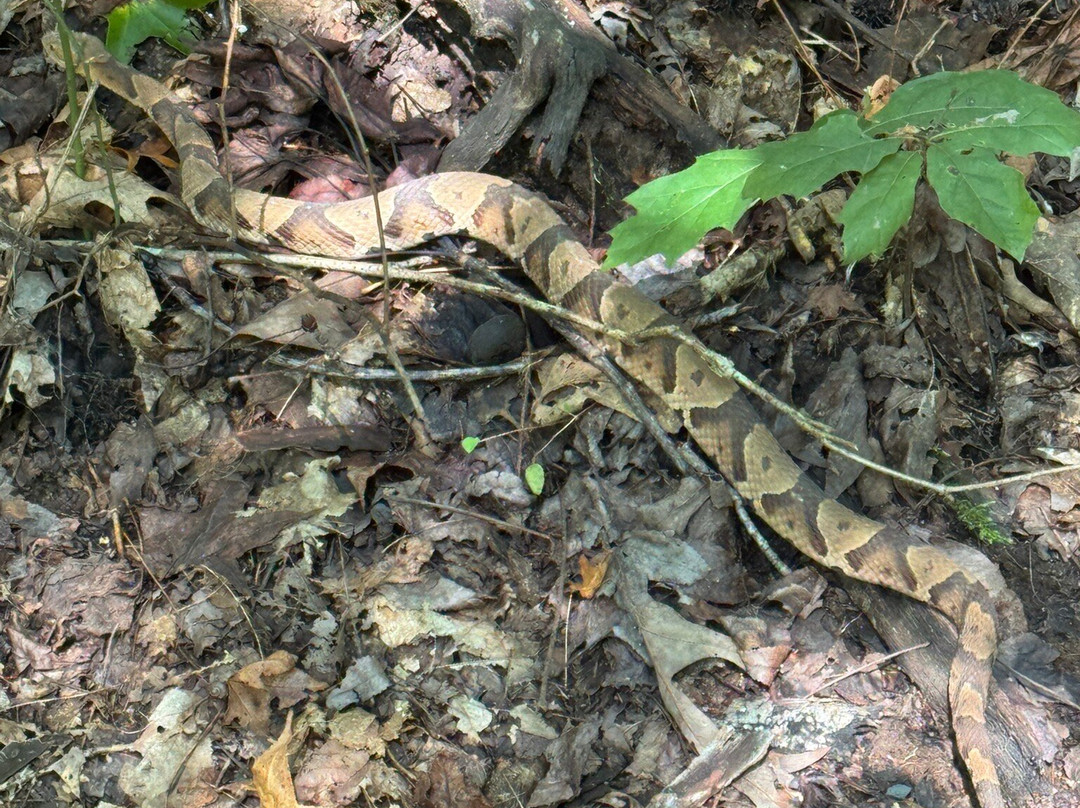 Colonel Francis Beatty Park-马修斯必去景点