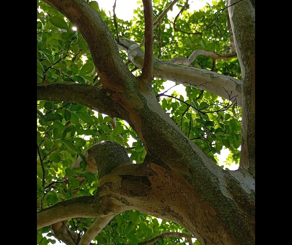 Giardini Pubblici Giuseppe Coletti-San Severino Marche必去景点