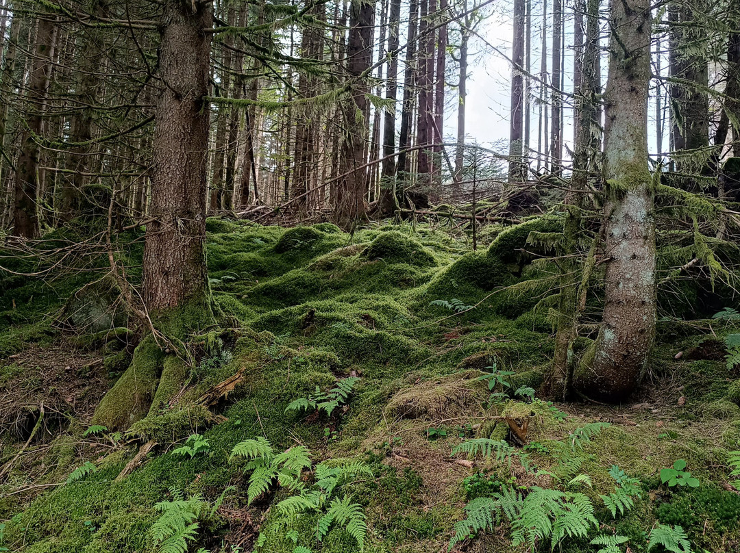 Waldhotel Sommerberg主图