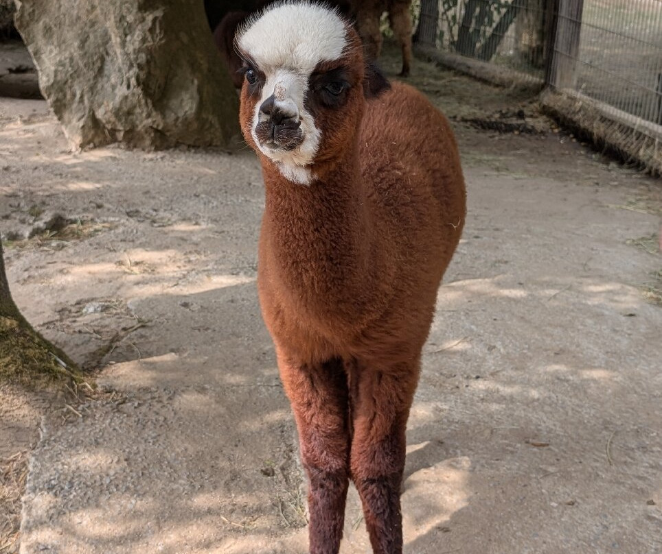 Natural'Parc-Saint-Laurent-des-Autels必去景点