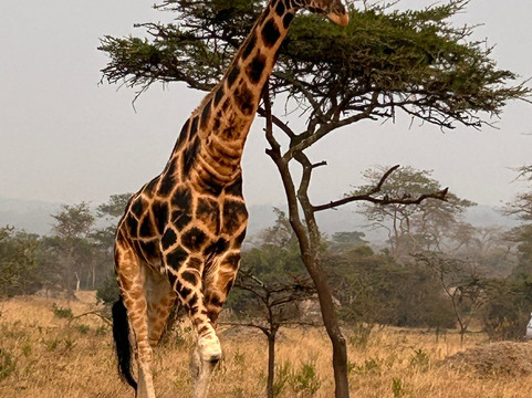 Gorilla Tours-坎帕拉必去景点