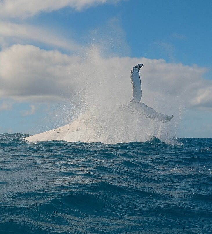 Deep Blue Diving-努库阿洛法必去景点