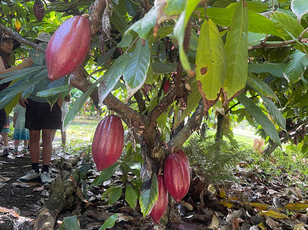 Kilauea Jungle Oasis-基拉韦厄必去景点
