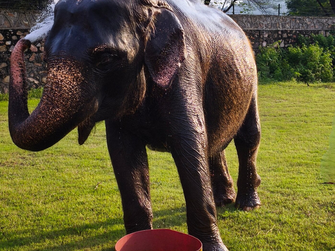 Elefanjoy Elephant Sanctuary-斋蒲尔必去景点