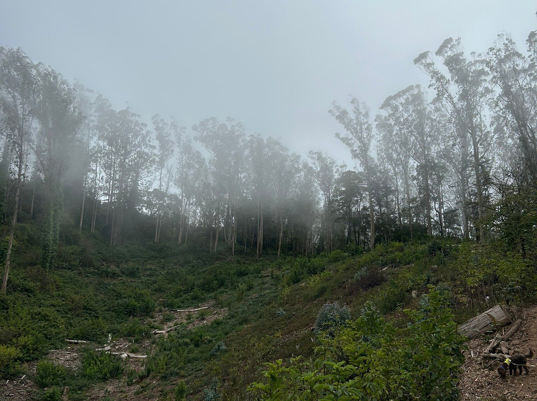 Mount Sutro Forest-旧金山必去景点