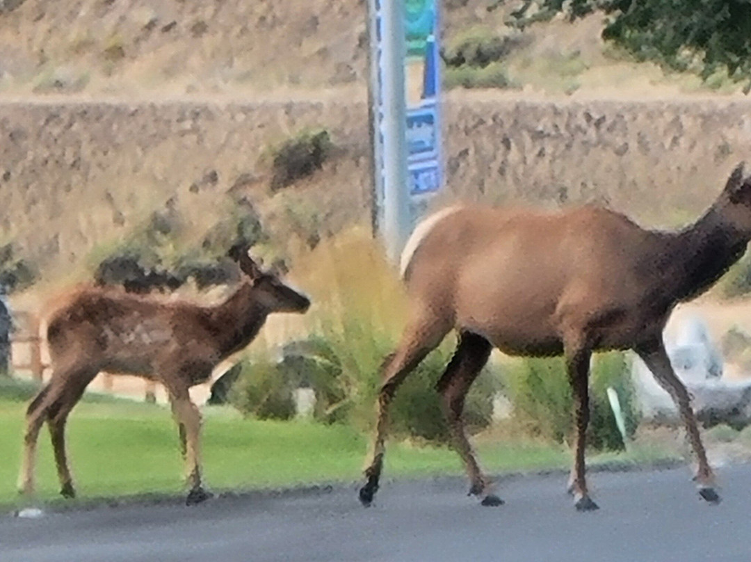 黄石村酒店主图