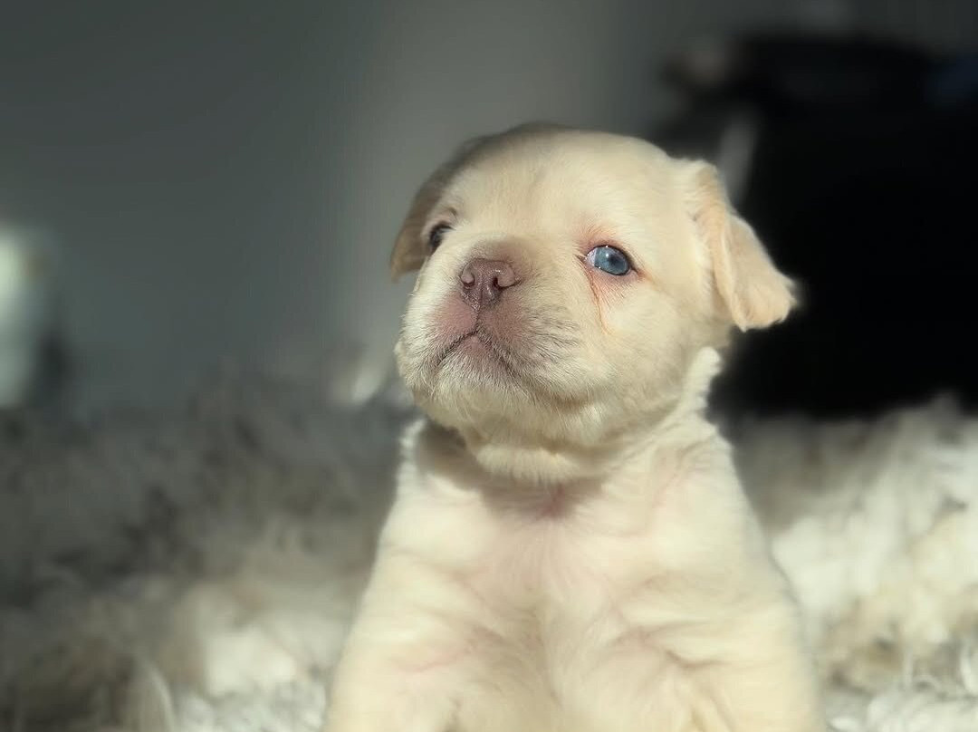 Best Western Plus La Mesa San Diego主图