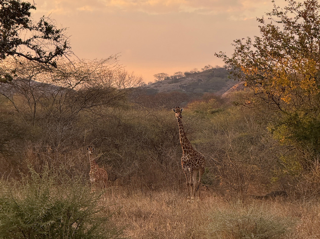 Murenje Eco Safaris-West Nicholson必去景点