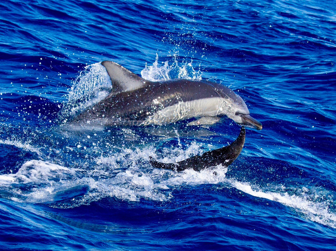 ARGO III - Skiathos for Sailing-斯亚索斯必去景点