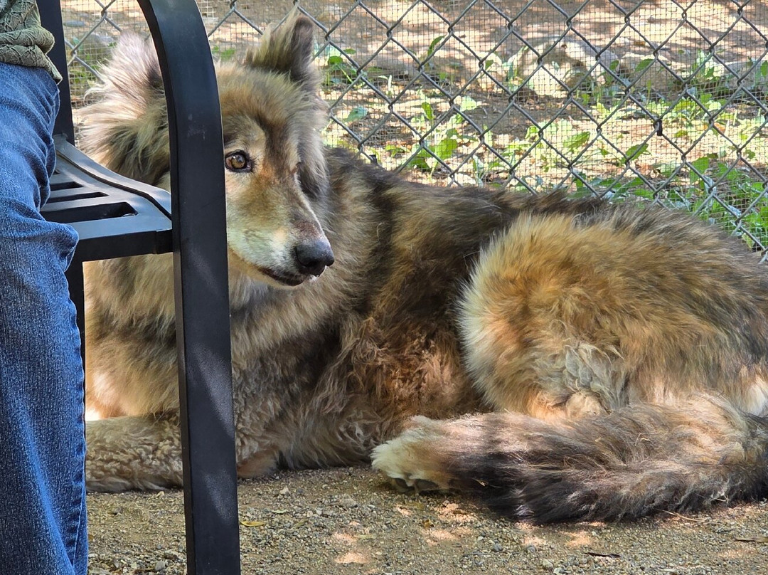 Sedona Wolf Sanctuary-Rimrock必去景点