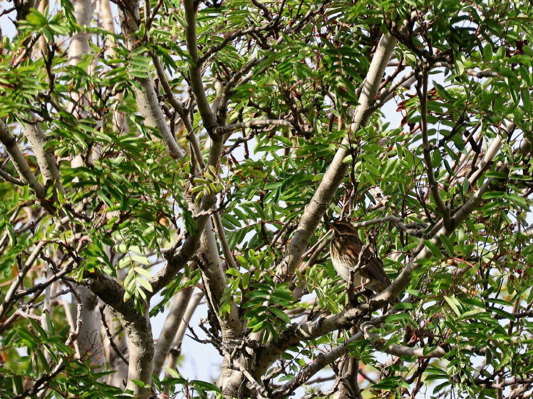 Akureyri Botanical Garden-阿克雷里必去景点