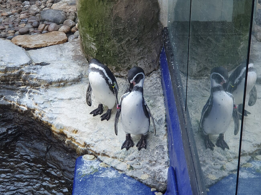Oceanarium-伯恩茅斯必去景点