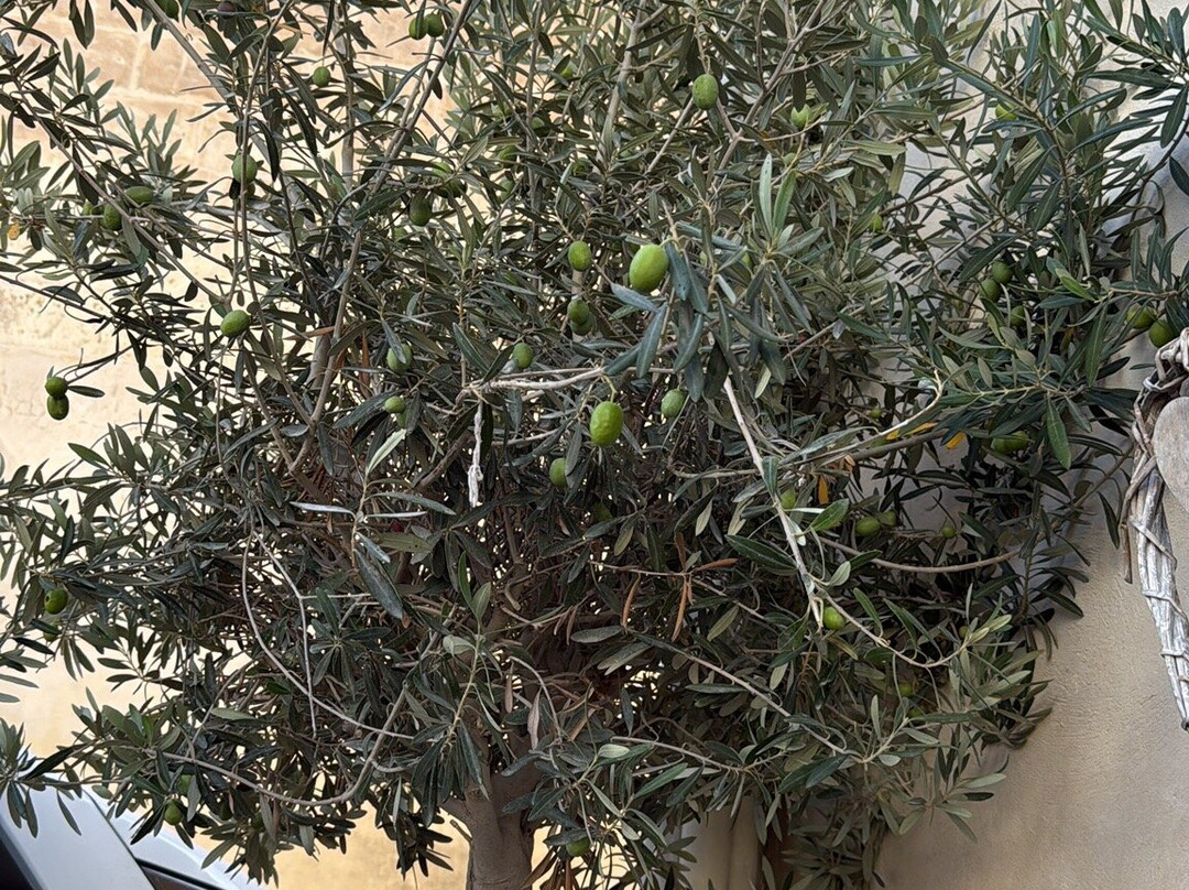 The King George Village Boutique Hotel主图