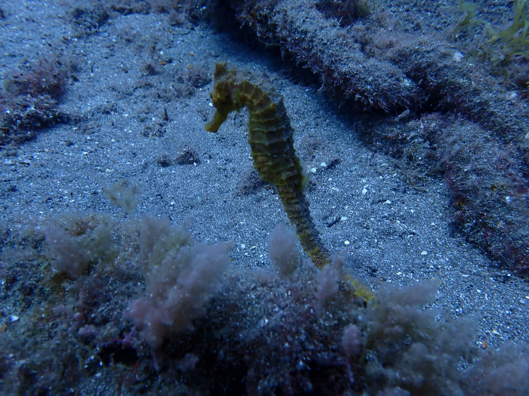 Wildiver-Radazul必去景点