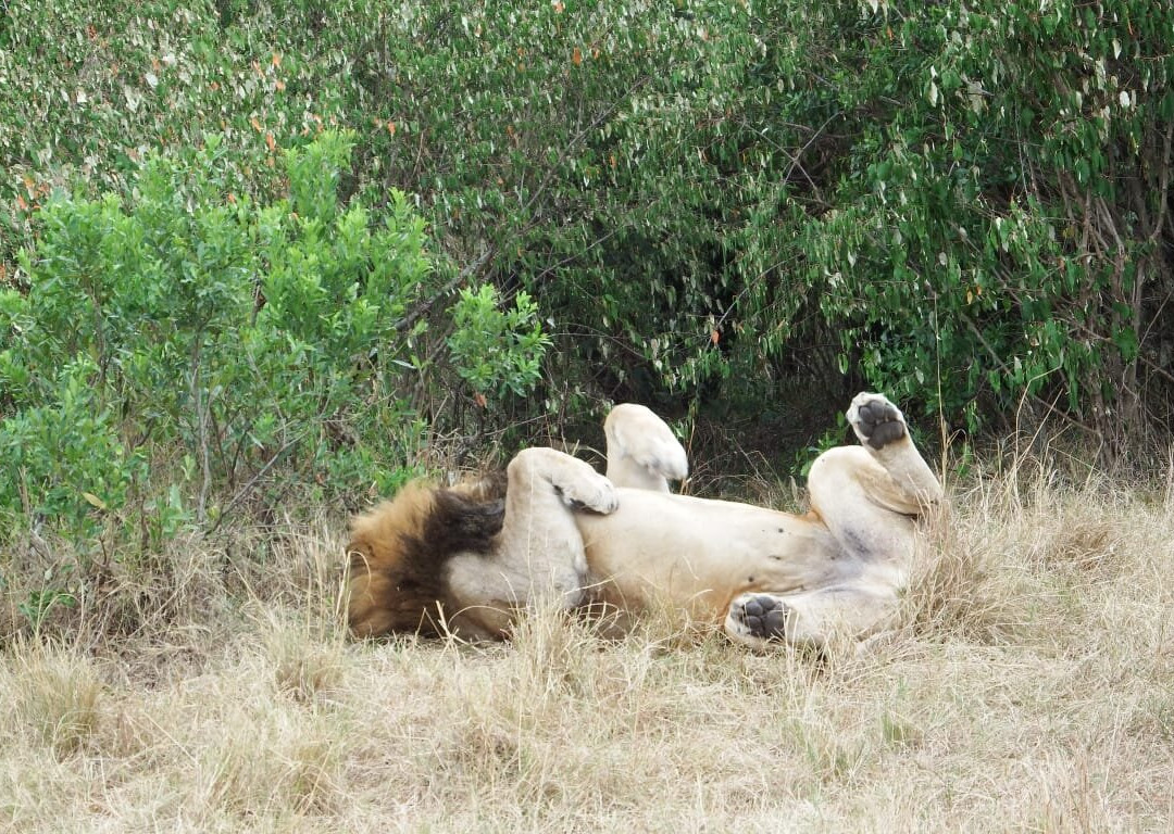 Africompass travel-内罗毕必去景点