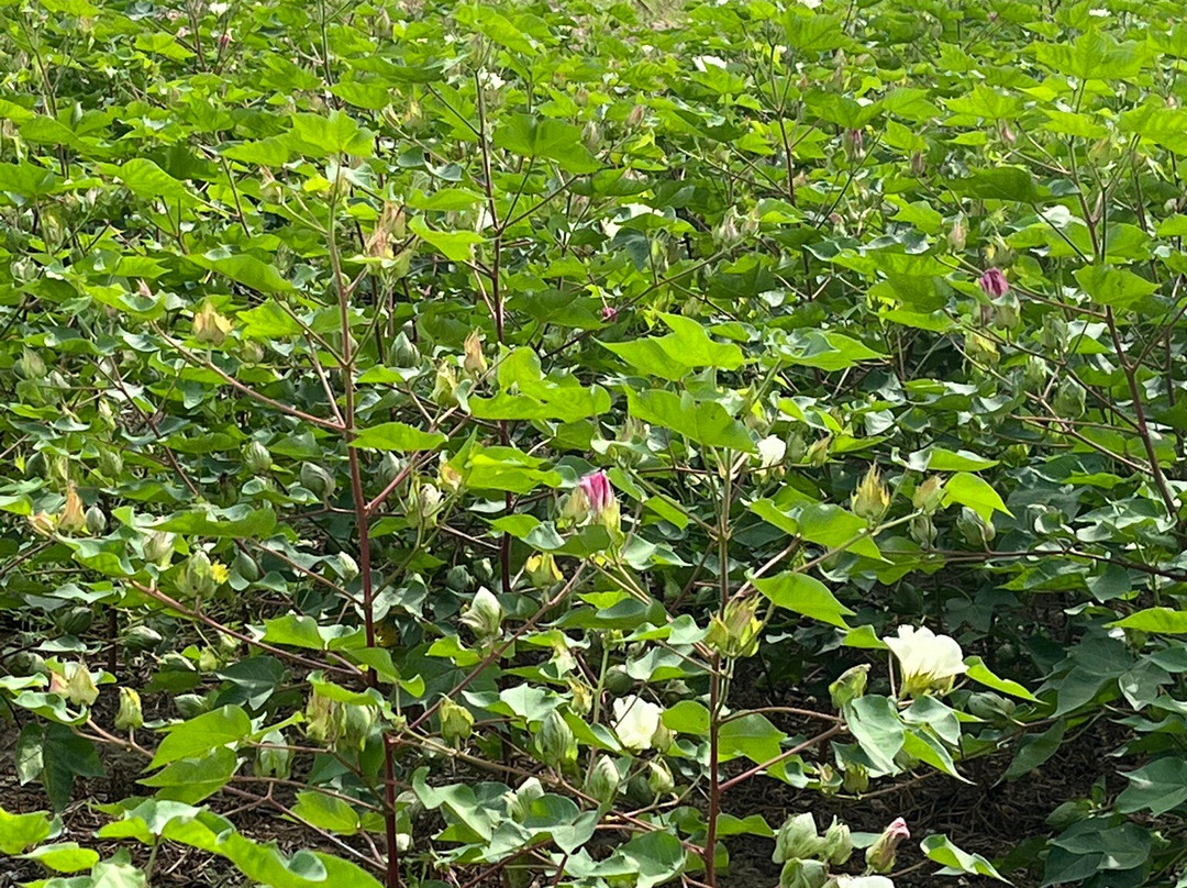 Frogmore Plantation-Ferriday必去景点