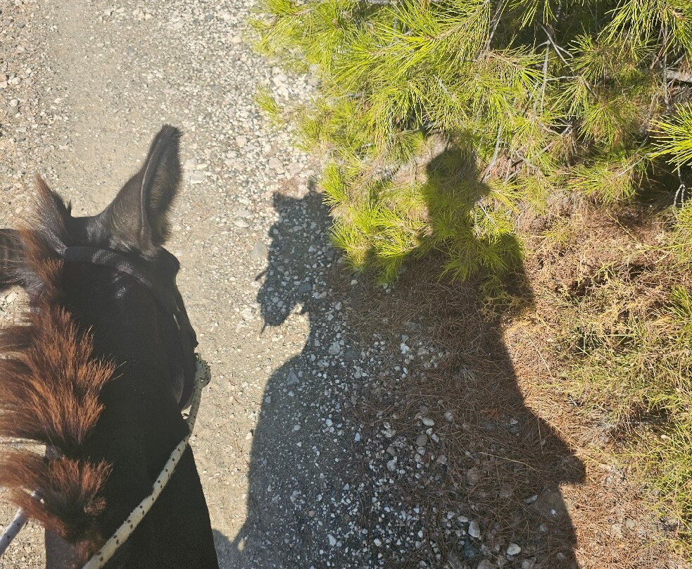 Donkey Cruise-Asklipiio必去景点