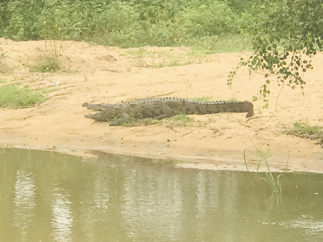 Panchi Safari Jeep Tours-蒂瑟默哈拉默必去景点
