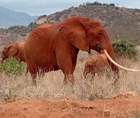 Flying Dove Tours-蒙巴萨必去景点