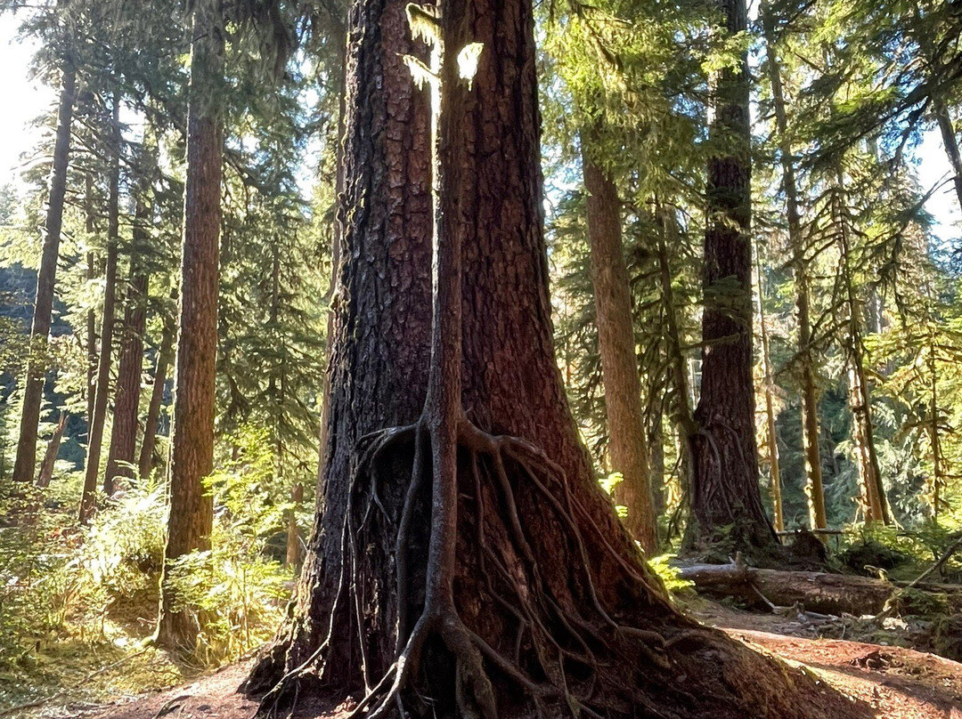Big Cedar Tree Kalaloch-福克斯必去景点