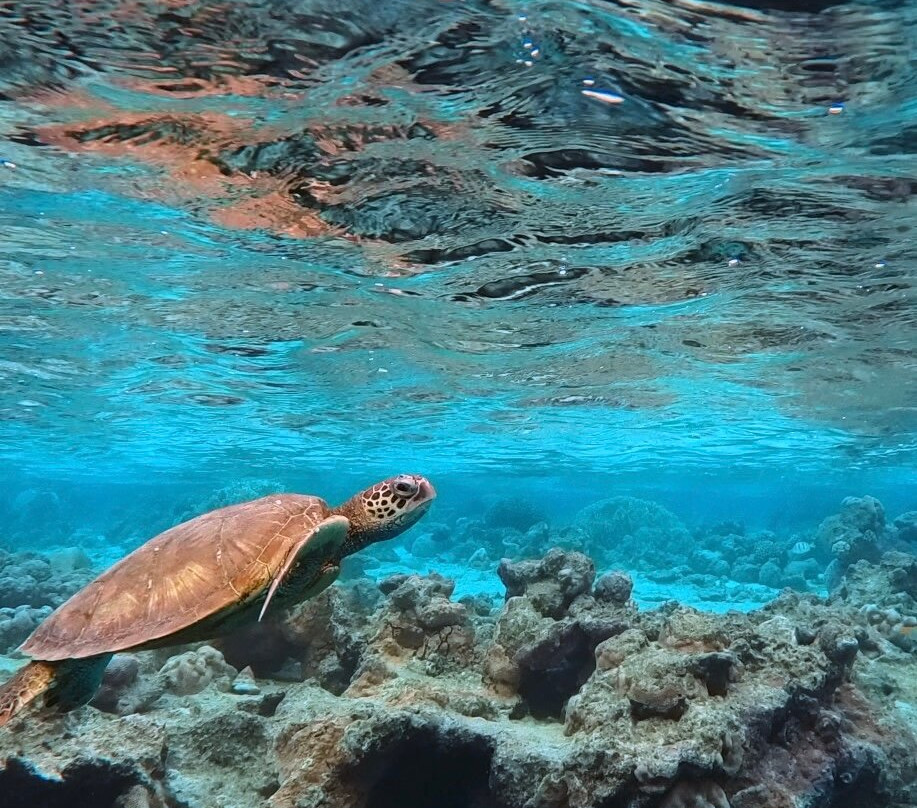 Sea Pace Rarotonga-堤堤卡维加必去景点